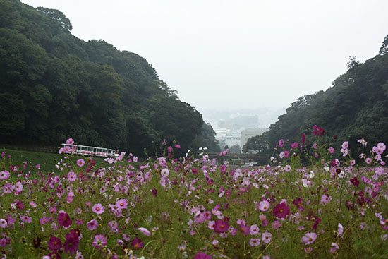 一面コスモスが咲き乱れます