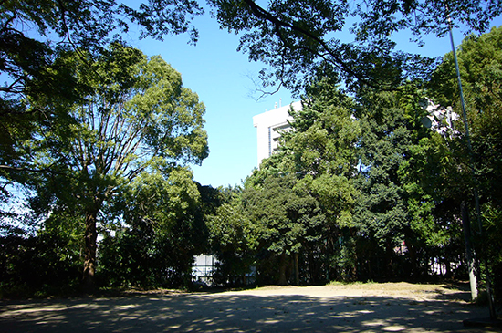 住宅街の中にありながら緑豊かな境内
