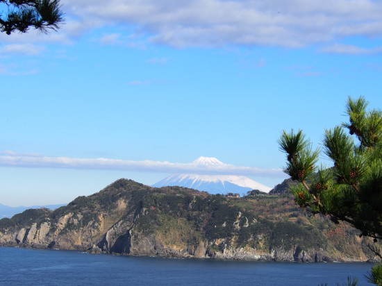 展望台からは、松の梢の向こうに富士山が見えます