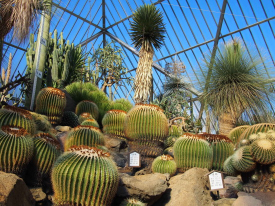 巨大なサボテンに圧倒されるメキシコ館の温室