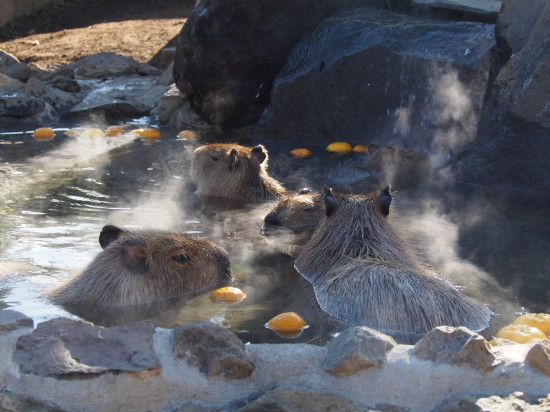 気持ち良さげに柚子湯につかるカピバラたちに、ほっこりと心が温まりました