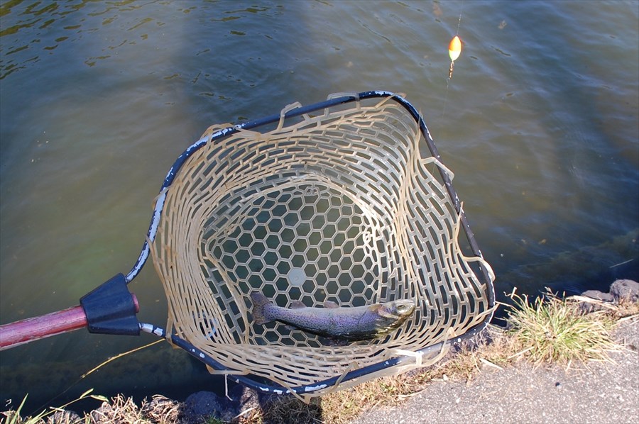 ウキが大きく動く、あるいは沈み込むのを待ってからのべ竿を立てるのがコツ