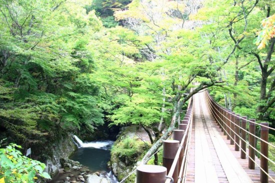 新緑のときも緑の美しさが映えています