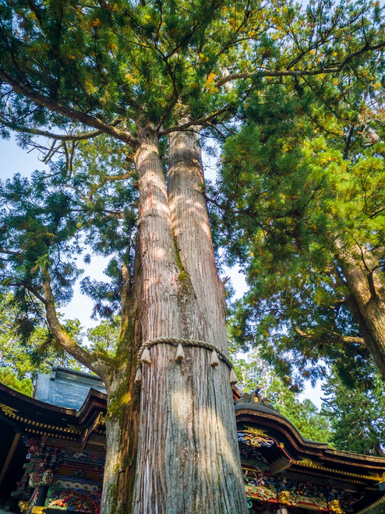 御神木に手を触れて「気」をもらうこともできる(写真提供:三峯神社)