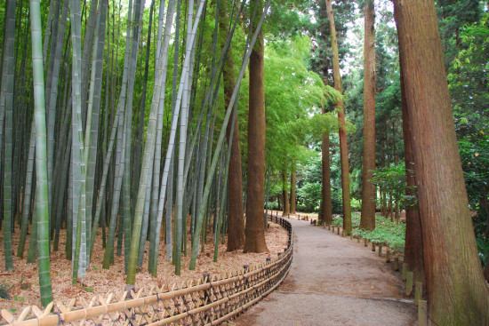 偕楽園の孟宗竹林