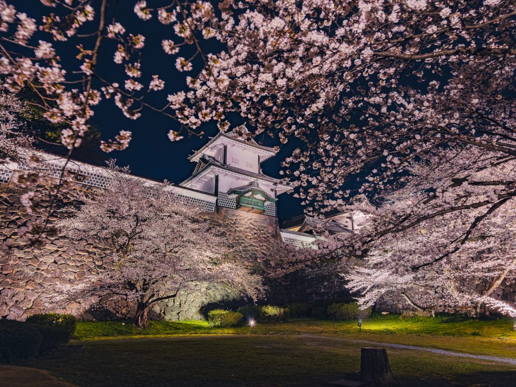兼六園では、桜の開花に合わせて無料開放と兼六園・金沢城公園・玉泉院丸庭園での期間限定ライトアップが行われる