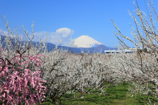 曽我梅林からの富士山