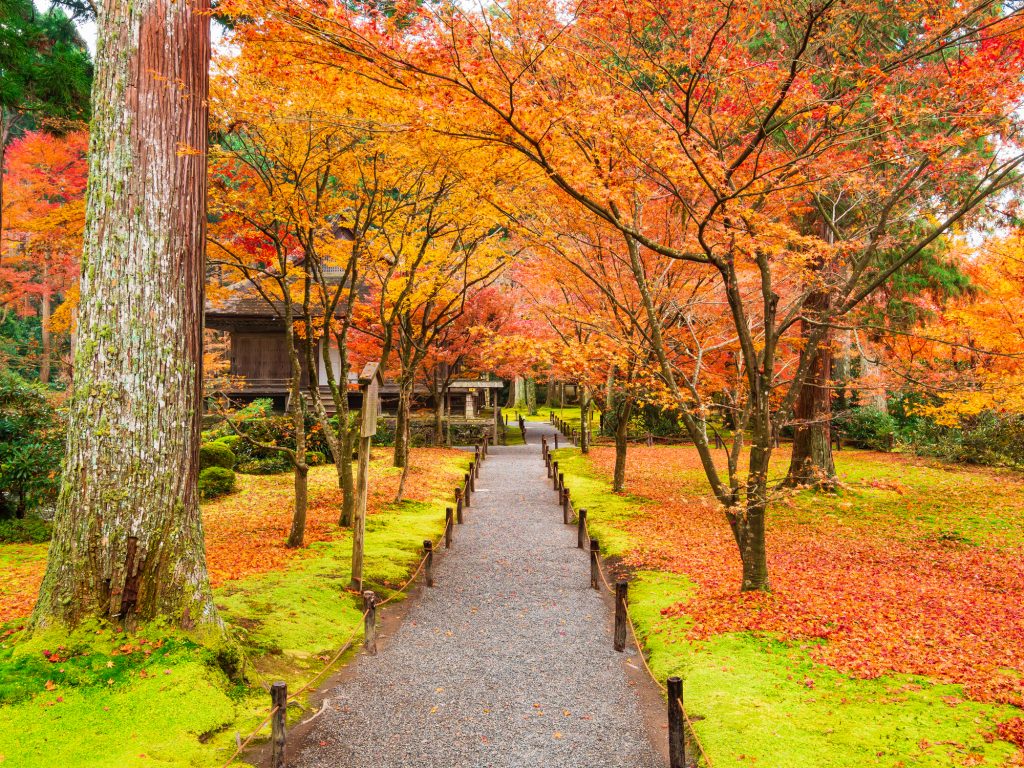 苔の上にもみじの赤が美しく映える庭園