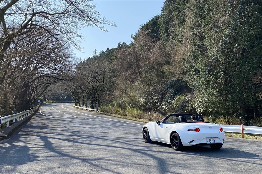 「御所の入駐車場」付近には約1,000本の桜の木があり、春には桜のアーチができる。また開花から見頃を終えるまで、夜間はライトアップも行われる