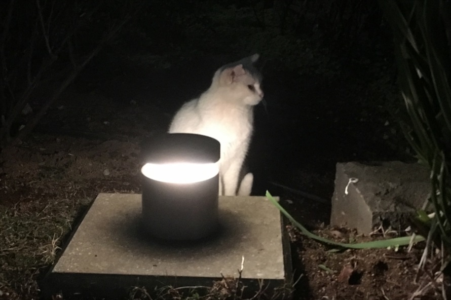 公園周辺は地域猫も多く、このときはふっくらした毛なみの猫を見かけた 