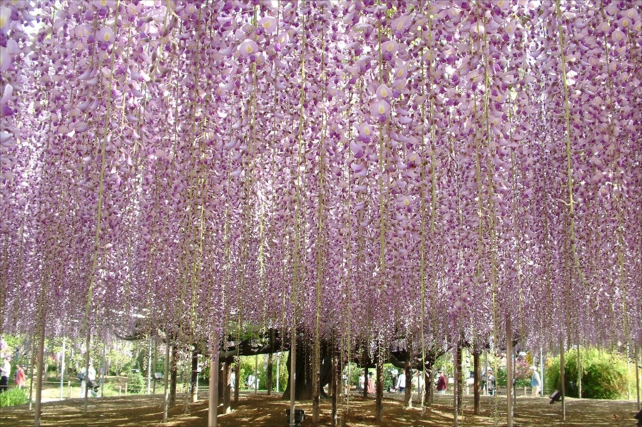 あしかがフラワーパークのシンボルである大藤（画像提供：あしかがフラワーパーク） 