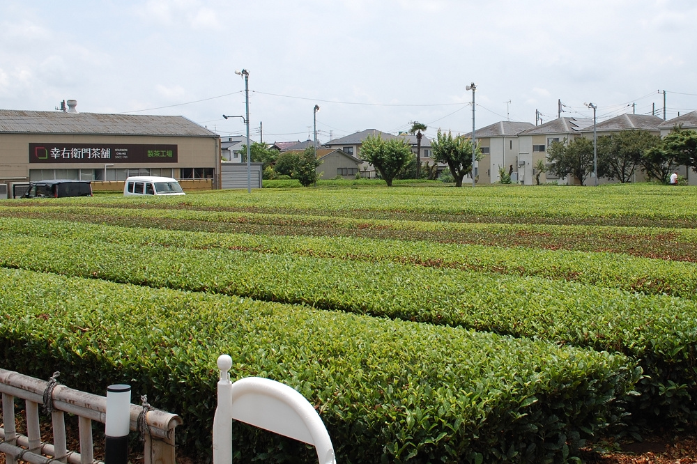 駐車場の隣に広がる緑豊かな茶畑。のどかな光景に心が和む