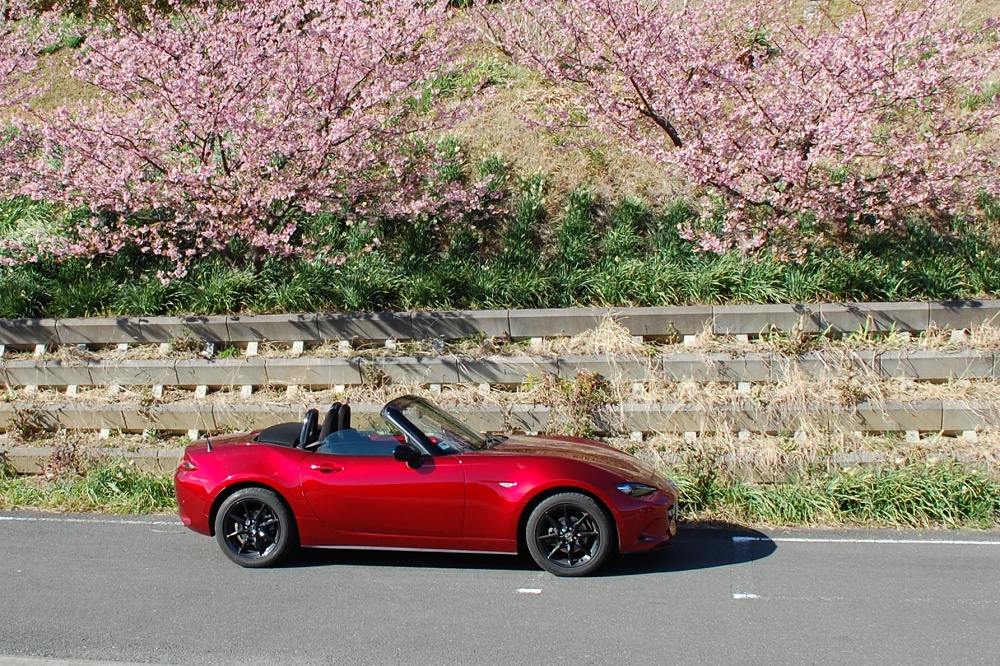 ロードスターの上で咲き誇っているのは、春の訪れを告げる河津桜