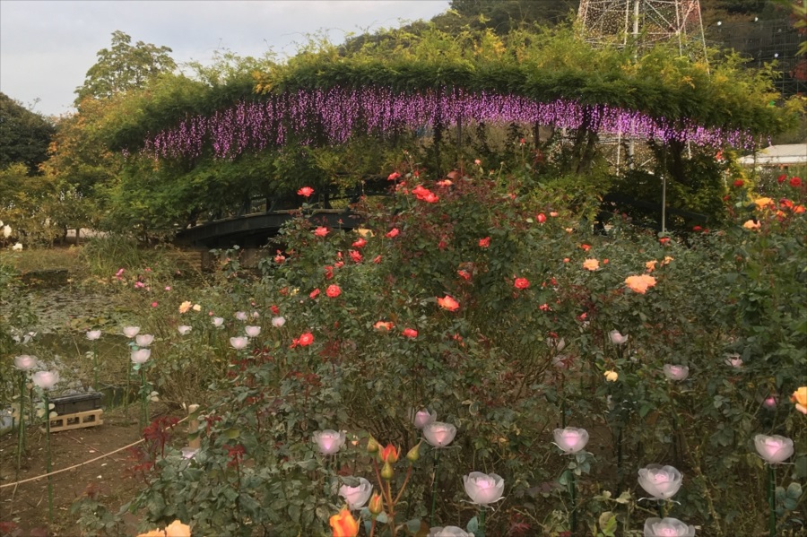 本来の花と光の花の共演を見られるのは、午後の部開園から間もないこの時間だけ 