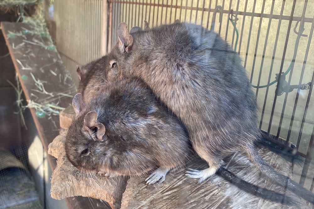身を寄せ合うデグーたち。近年、ペットとして人気の小動物