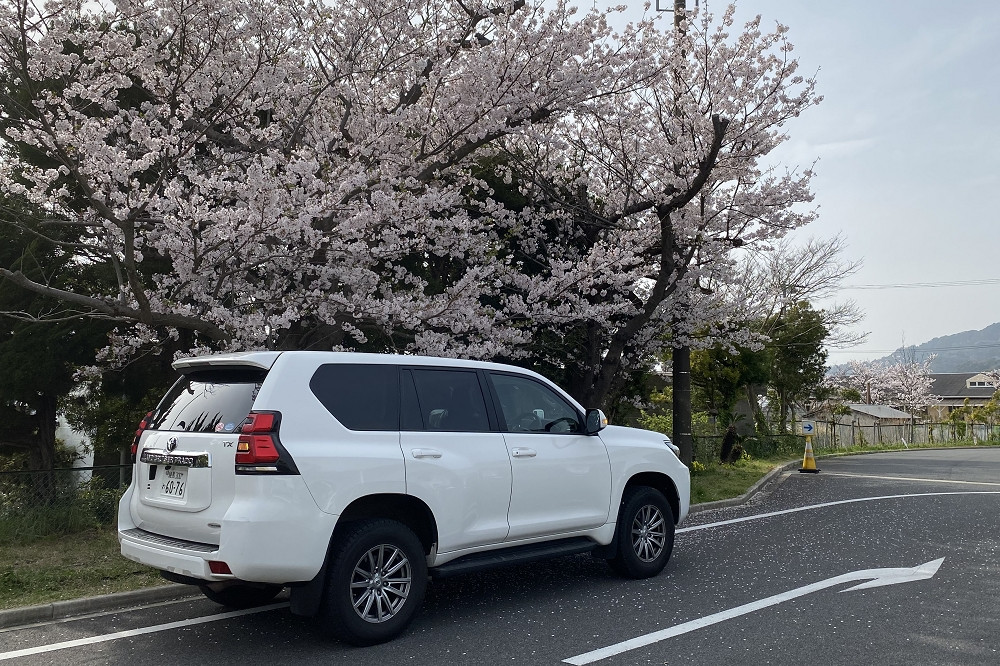  小学校らしく、敷地内には桜が咲き誇っていた 