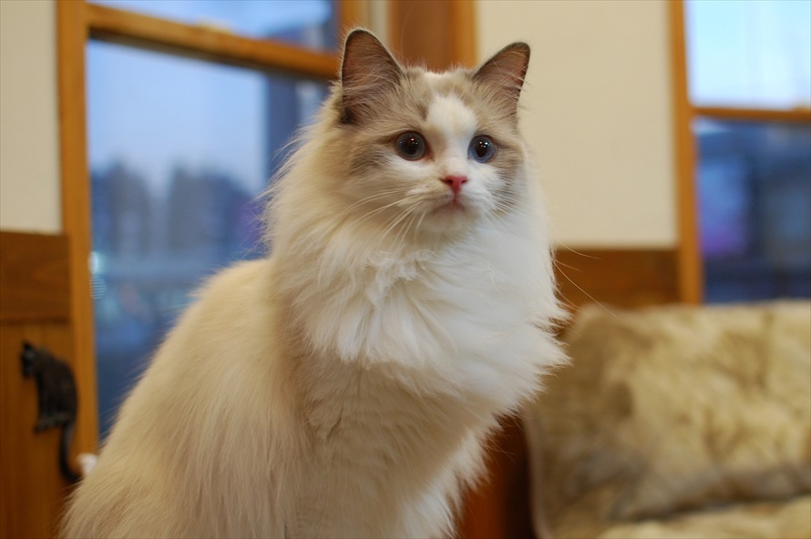 きちんと手入れされた猫がいっぱい 