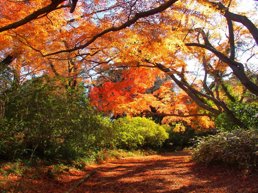 紅葉を見ながらの散策は気持ちが良い