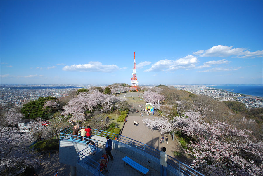 新展望台から望む高麗山公園の桜と平塚の街並み。相模湾や江の島も見渡せる
