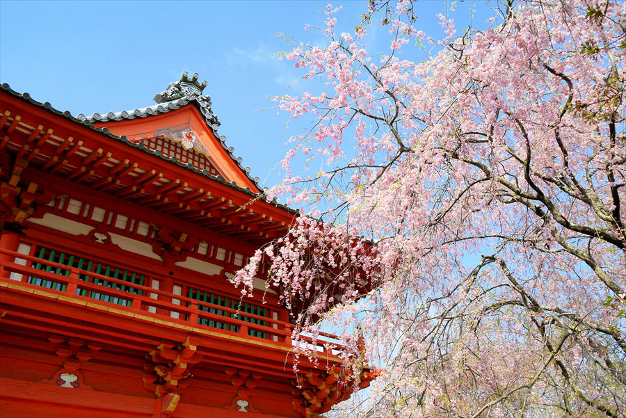 華やかなしだれ桜と園内にある「金上院仁王門」が来園者をお出迎え
