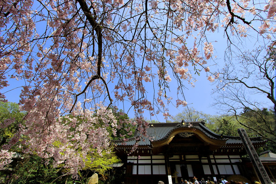 趣あふれる境内としだれ桜。映画のワンセットのような美しさ