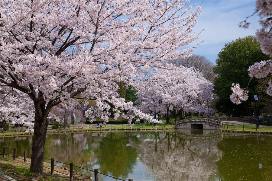 大きな池に映る桜もまた美しい