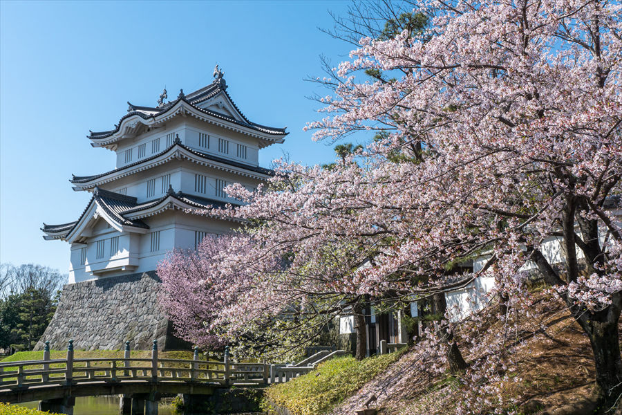 薄紅色の桜に彩られ、白亜の城壁がいっそう輝きを増す