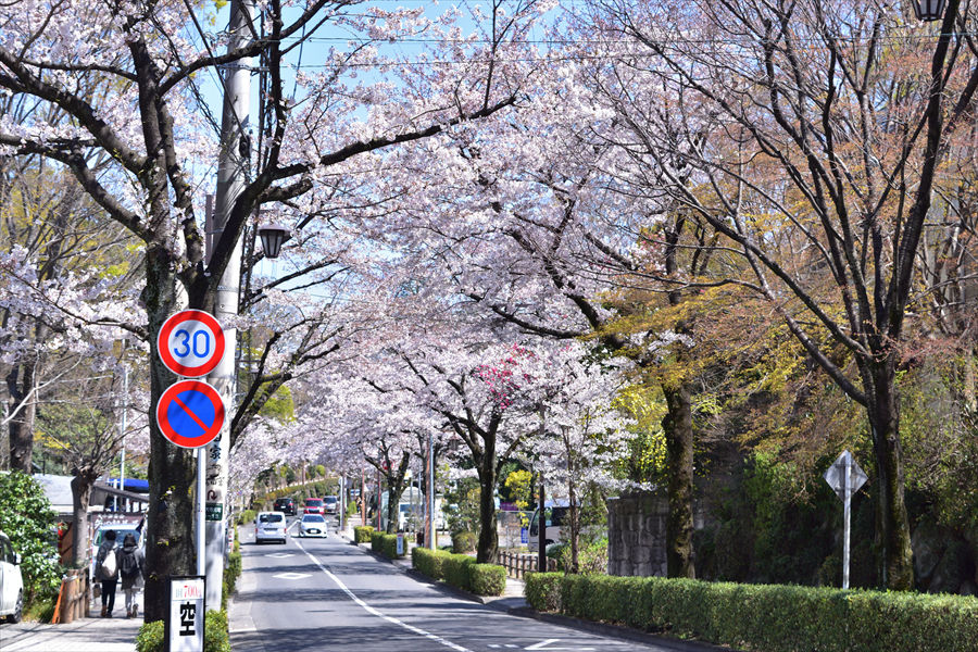 深大寺通りの桜ロードは調布名物。桜の満開時期は渋滞することも
