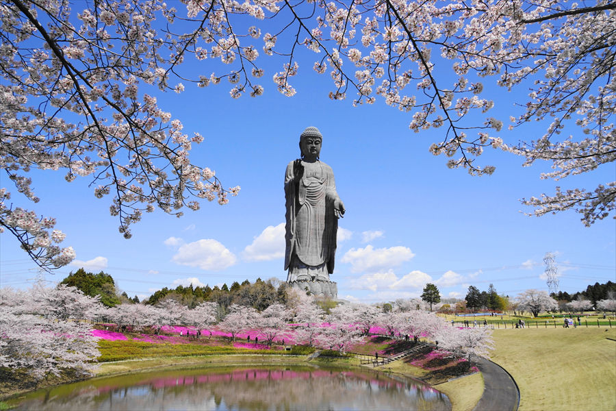 ソメイヨシノと芝桜の上にたたずむ「牛久大仏」