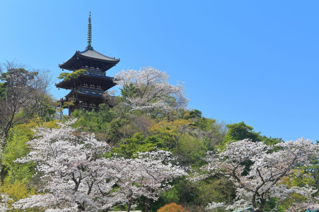 旧燈明寺三重塔(重要文化財)と桜のコラボが美しい