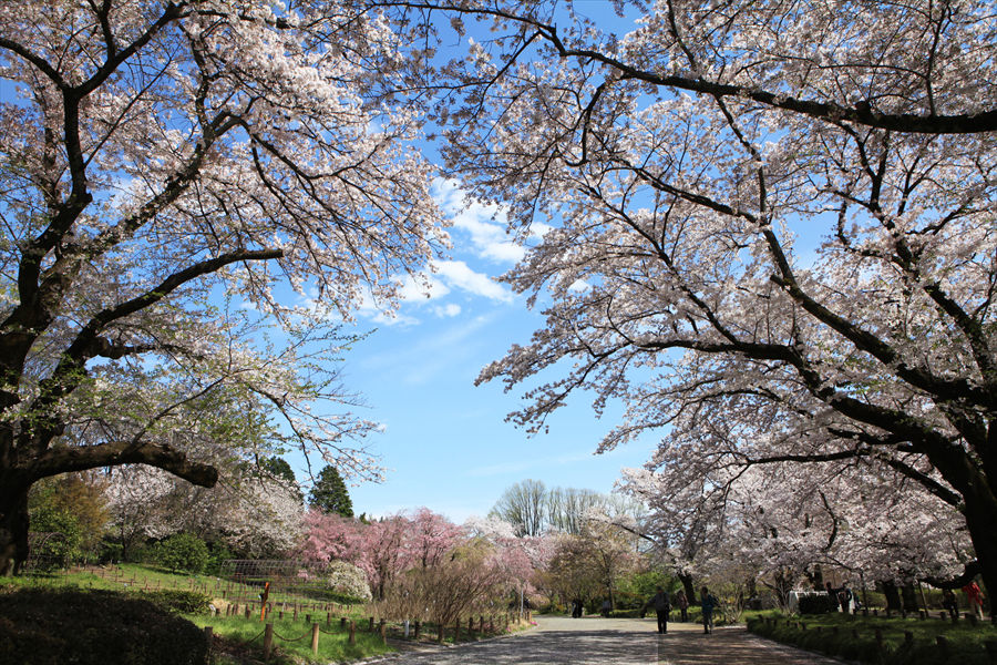 「神代植物公園」の満開の桜。散った花びらでできた薄紅色の絨毯も美しい