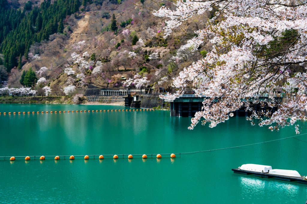 小河内ダムと湖畔に咲き誇る桜