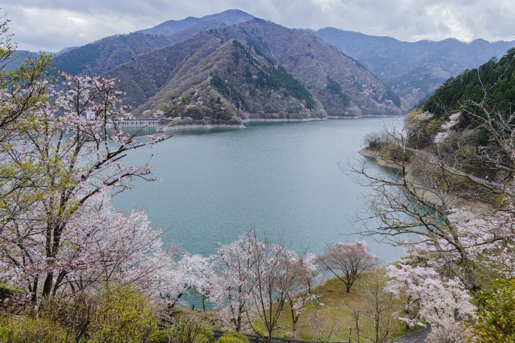 桜のピンク色が湖に映える