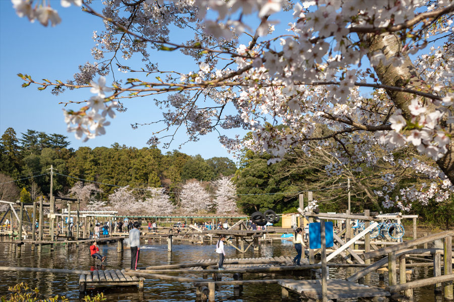 公園内に咲く桜を見ながらアスレチックが楽しめる