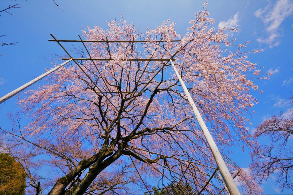 樹齢140年を超えるシダレザクラ