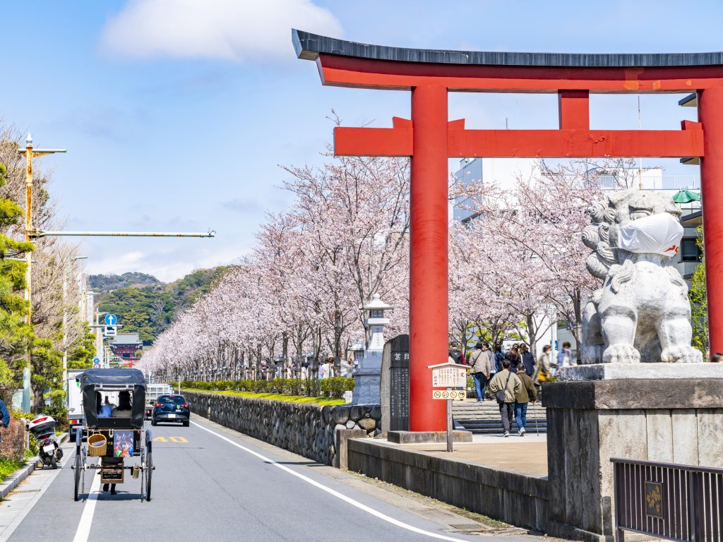 「二の鳥居」から「三の鳥居」まで続く段葛の桜並木