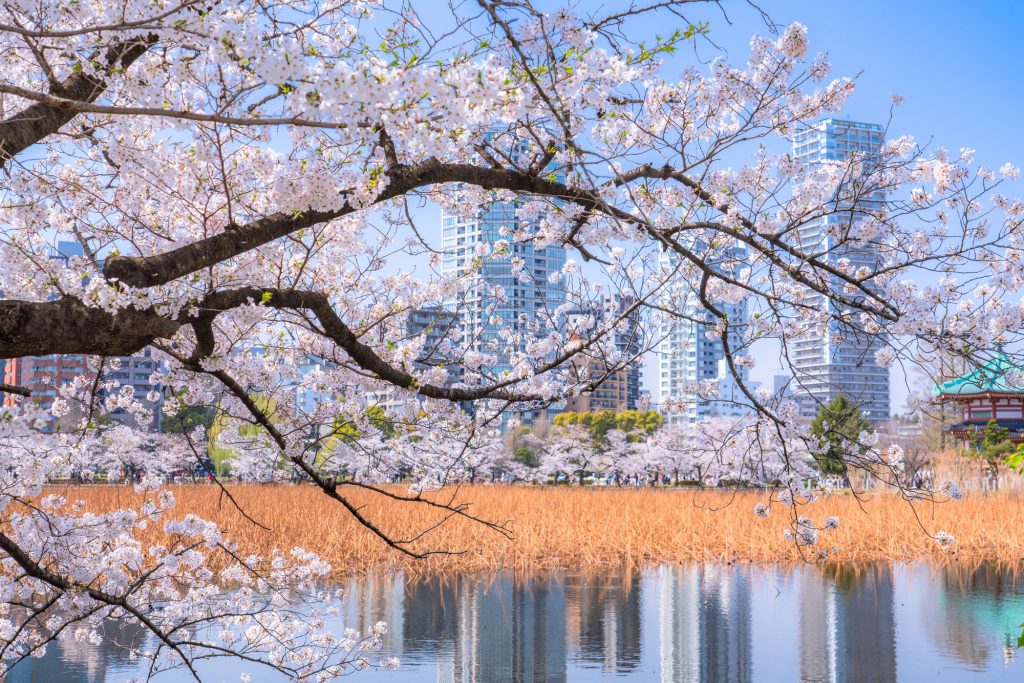 不忍池のほとりを彩る桜