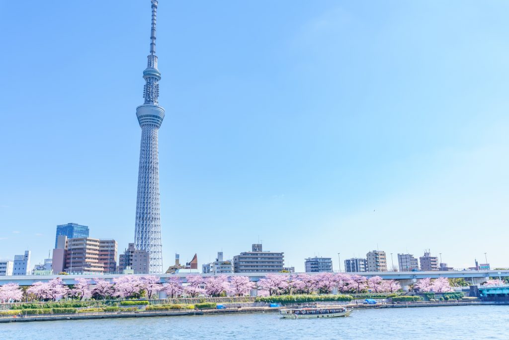 スカイツリーを望む隅田川の桜並木
