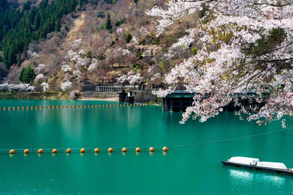 小河内ダムと湖畔に咲き誇る桜