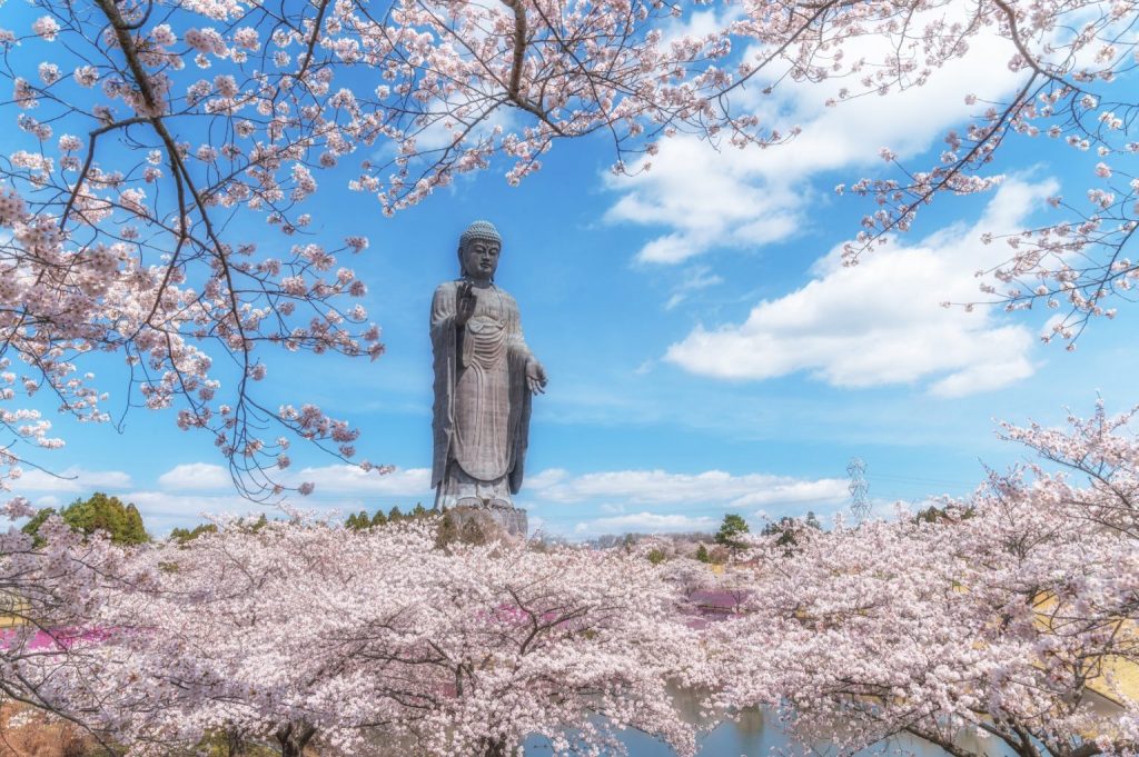 桜の花を見下ろすように佇む牛久大仏