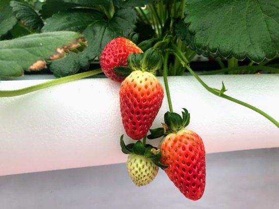 見た目も味も異なる数種類のいちごが楽しめる「STRAWBERRY FARM」