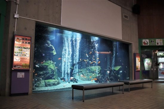 館内に入ると日本最大級だと言う巨大な金魚水槽がお出迎え。16種類もの金魚が優雅に泳いでいる