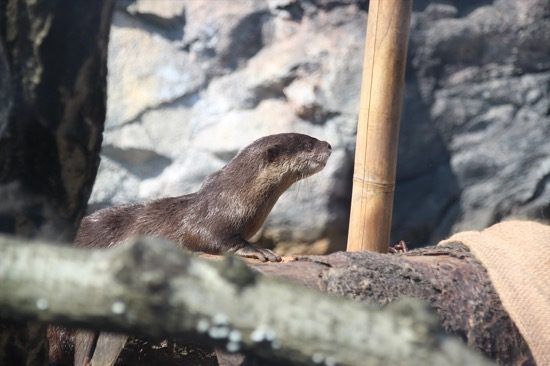 人気物のコツメカワウソを発見　