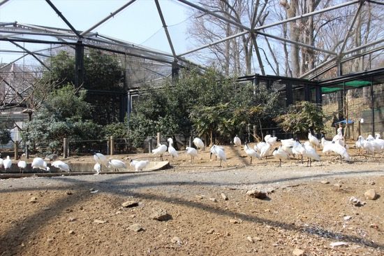 ウォークインバード・ケージは檻の中で鳥たちを見ることができる