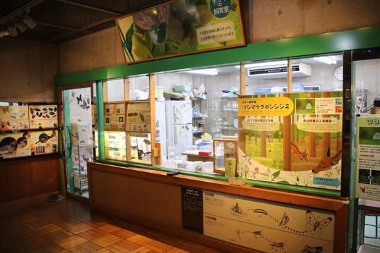 こちらは蝶の飼育コーナー。毎日、たくさんの蝶が羽化します。羽化した蝶を温室に放つイベントは、毎日行われているのだそう