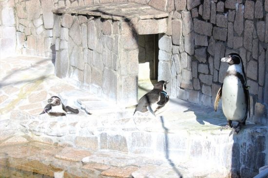 日向ぼっこをするフンボルトペンギン