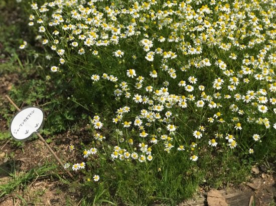 小さな花がかわいいジャーマンカモマイル