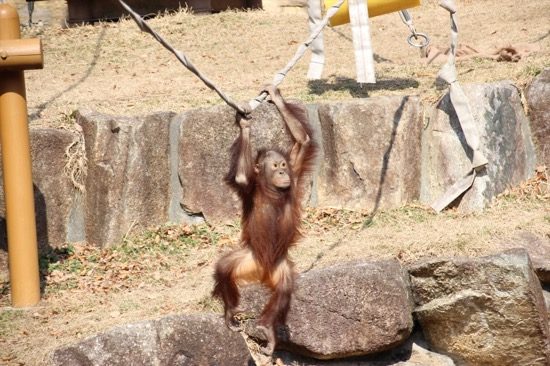 オランウータンは、仲間同士でじゃれ合う姿がかわいい！