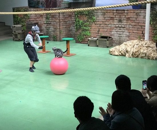 猫ちゃんのショーは癒し度満点!