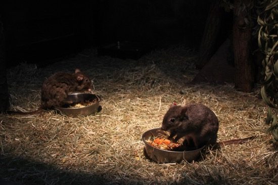 オーストラリア園「コアラ館」では、夜行性の動物にも会える。こちらはフサオネズミカンガルー